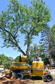 arbol muerto