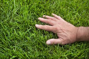 pasto para casas en Colorado