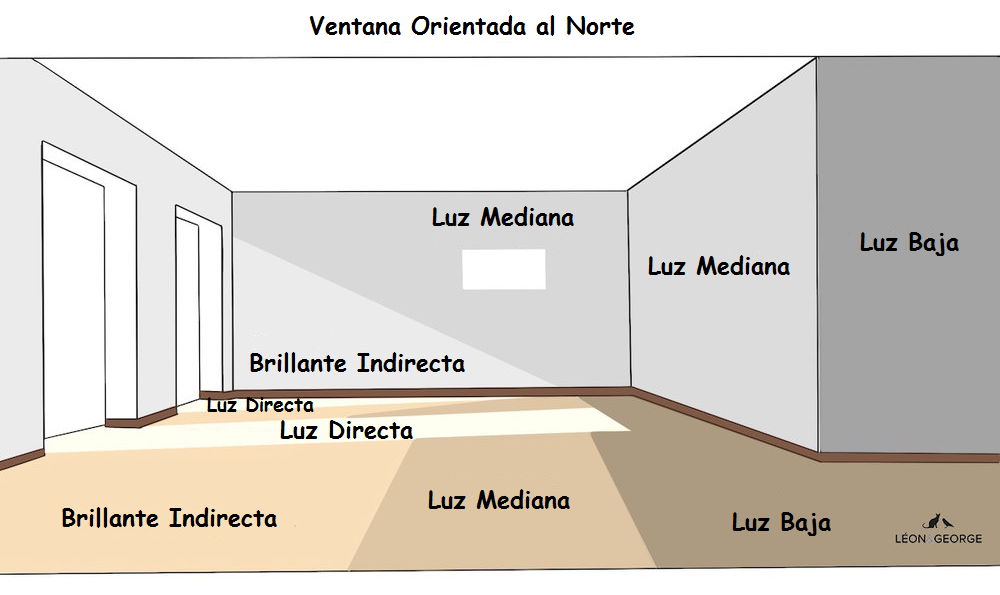 plantas domesticas