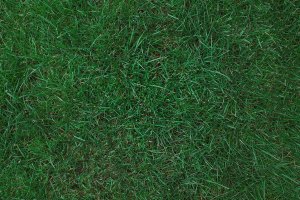 pasto para casas en Colorado